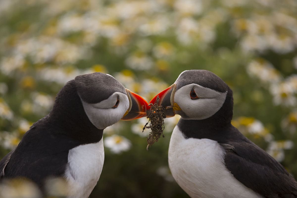 Puffin pair with nesting material2 Skomer Web 110715