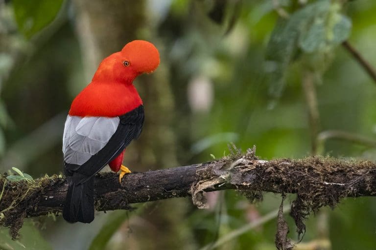Andean Cock of the Rock - one of the iconic birds of the world