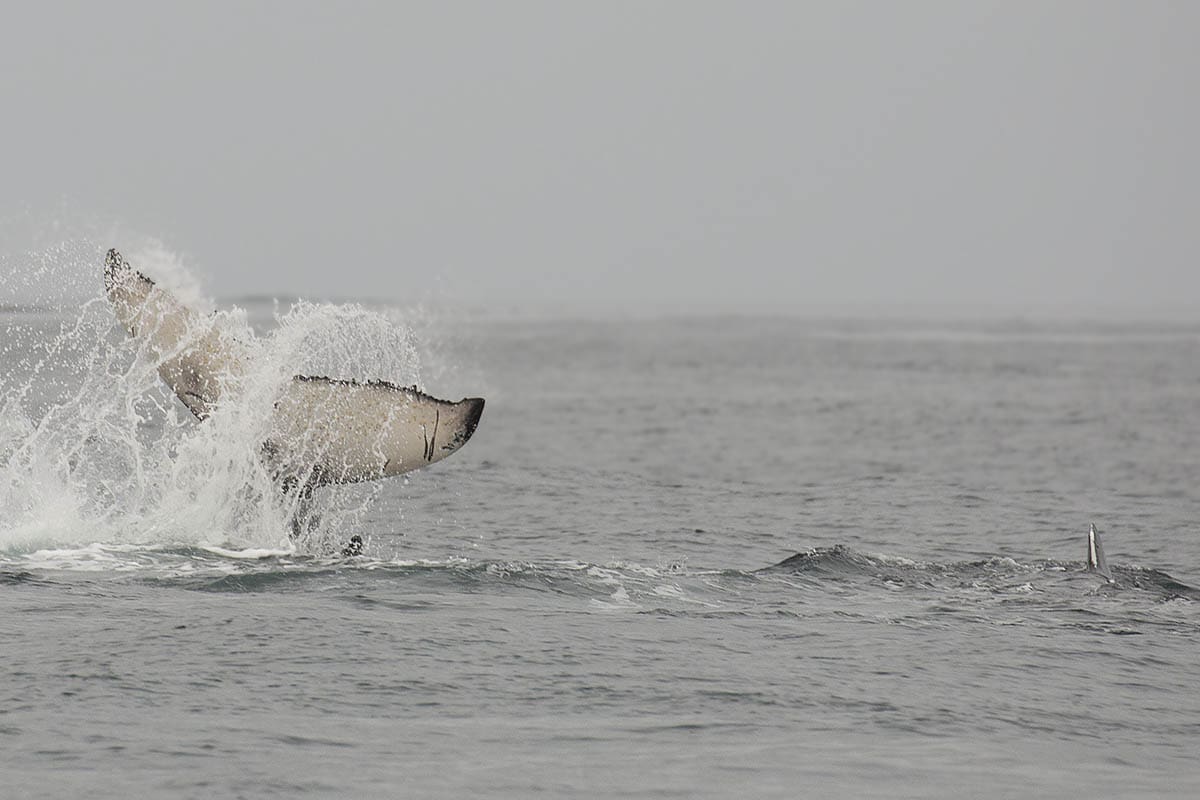 Whale Watching Tours are available in Sao Tome and Principe