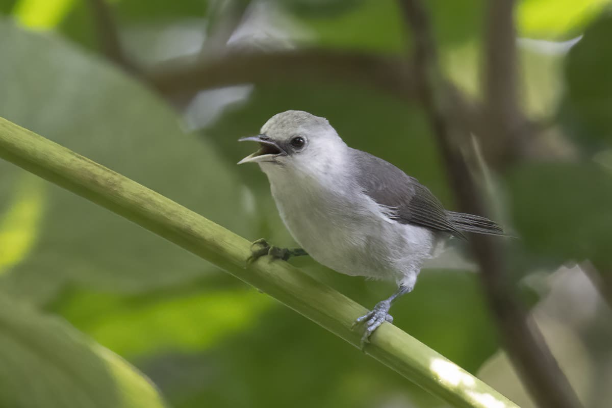 Principe Speirops - one of the endemic bird species which can be found on Principe