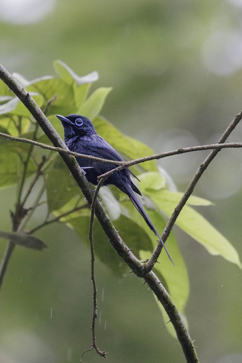 Sao Tome Paradise-flycatcher, one of the endemic bird species which can be seen at the Sao Tome Botanic Gardens - One Day in Sao Tome City
