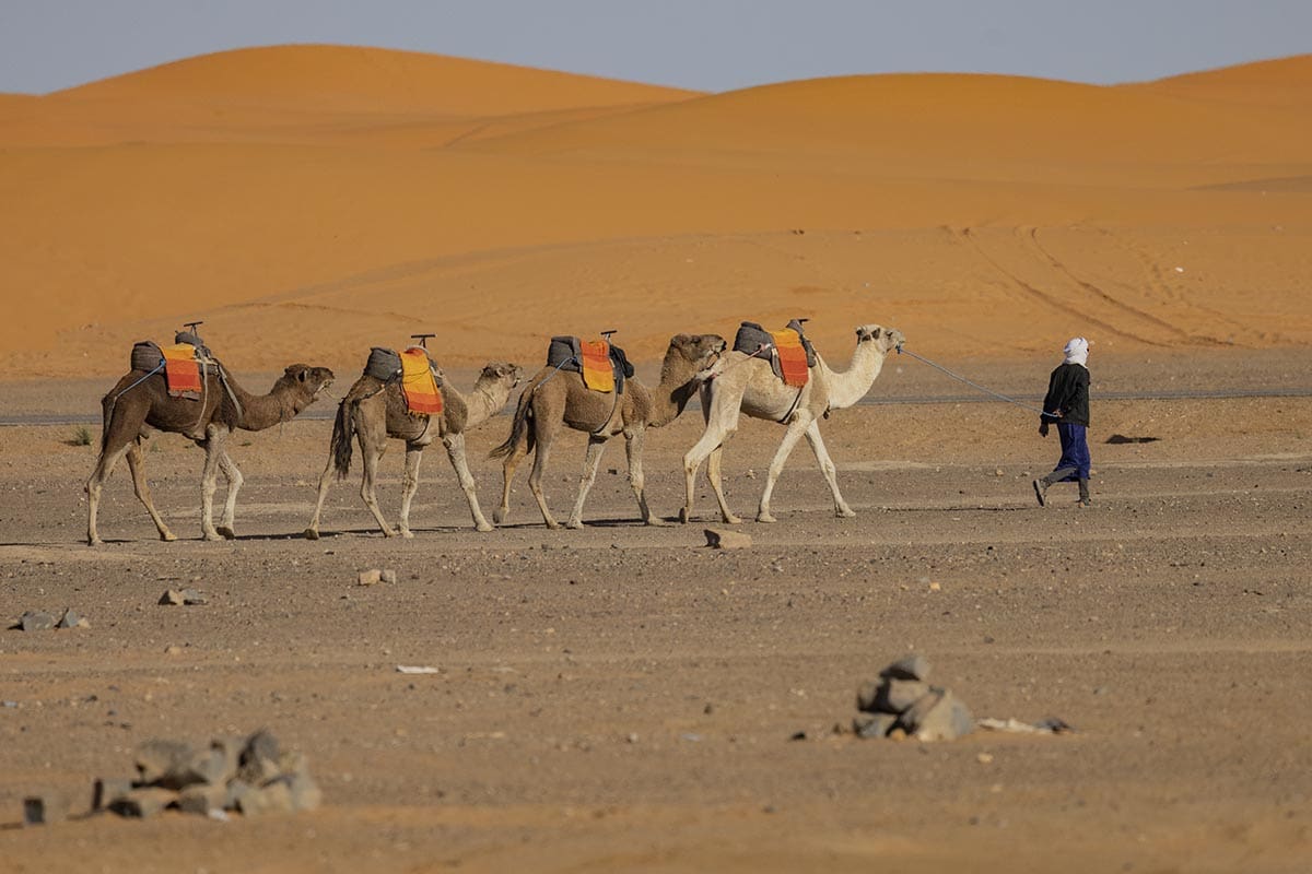 Berber leading camels through the Sahara - Everything you need to know about Morocco