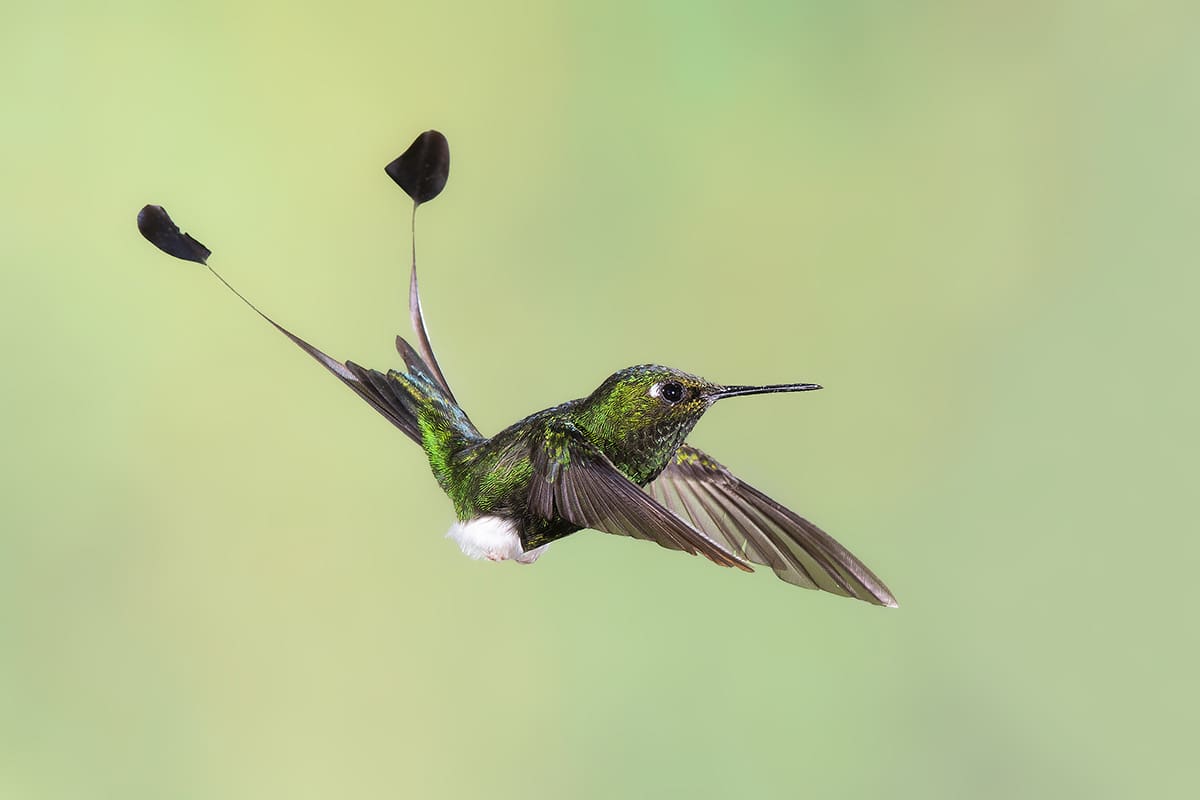 Nature and Wildlife - Booted Rackettail