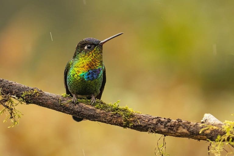 Fiery-throated Hummingbird - Most Beautiful birds in the world