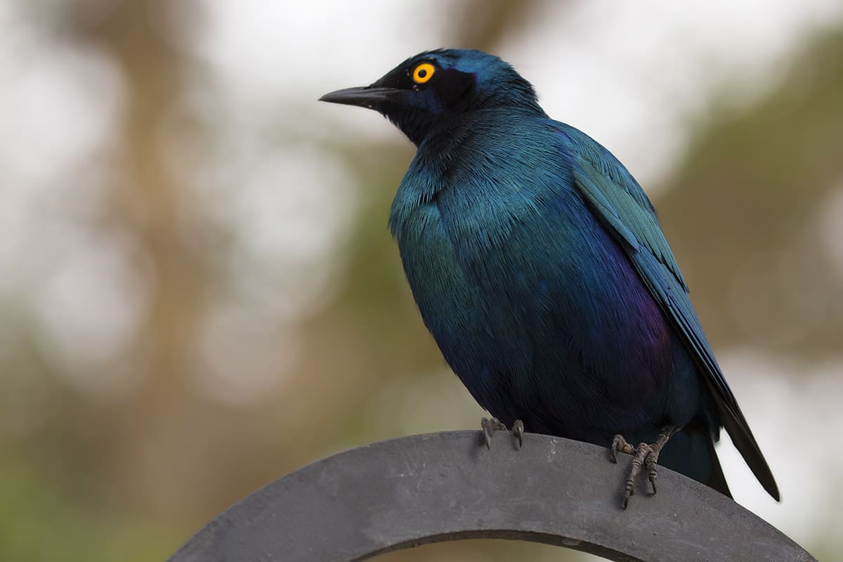 Greater Blue-eared Starling