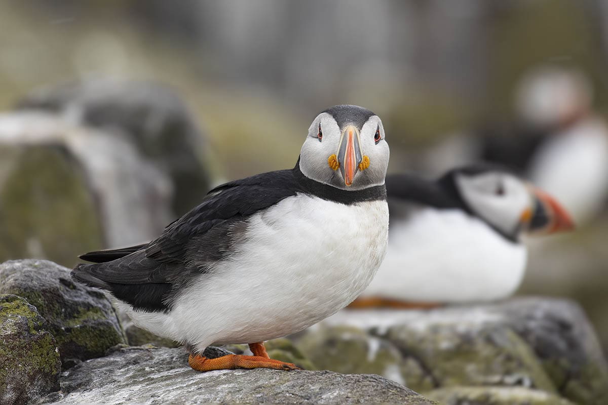 Puffin looking directly at the camera