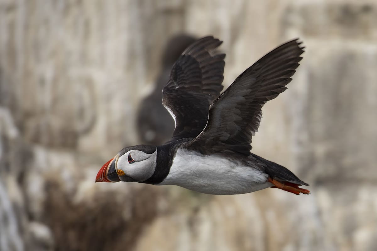Puffin in flight