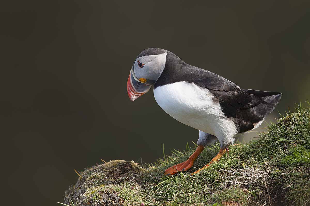 Where can I see Puffins in the UK - Puffin on cliff - Shetland, Scotland