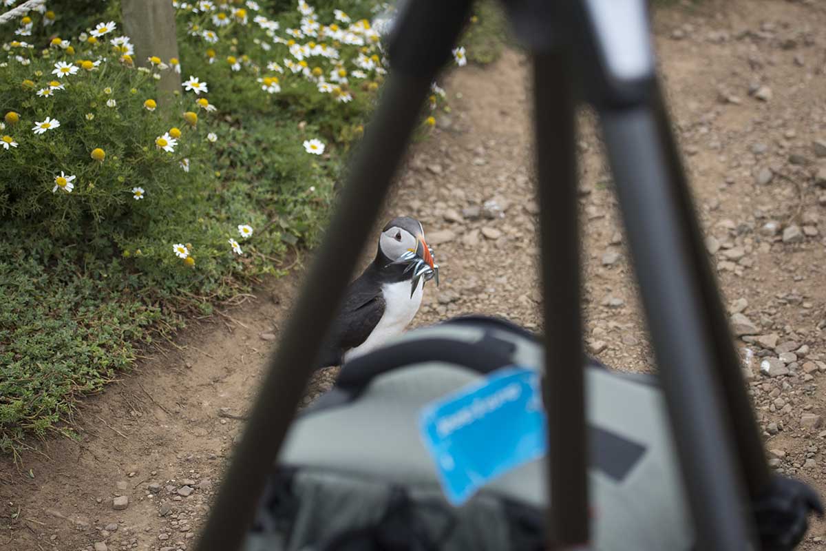 Puffin walking very close to a camera tripod