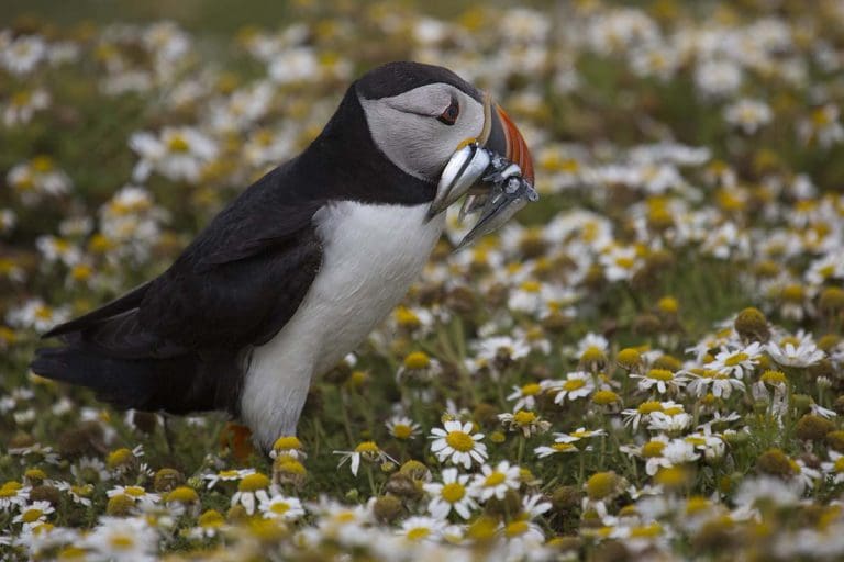 Where can I see puffins in the UK - Puffin with Sand eels Skomer Island, Wales