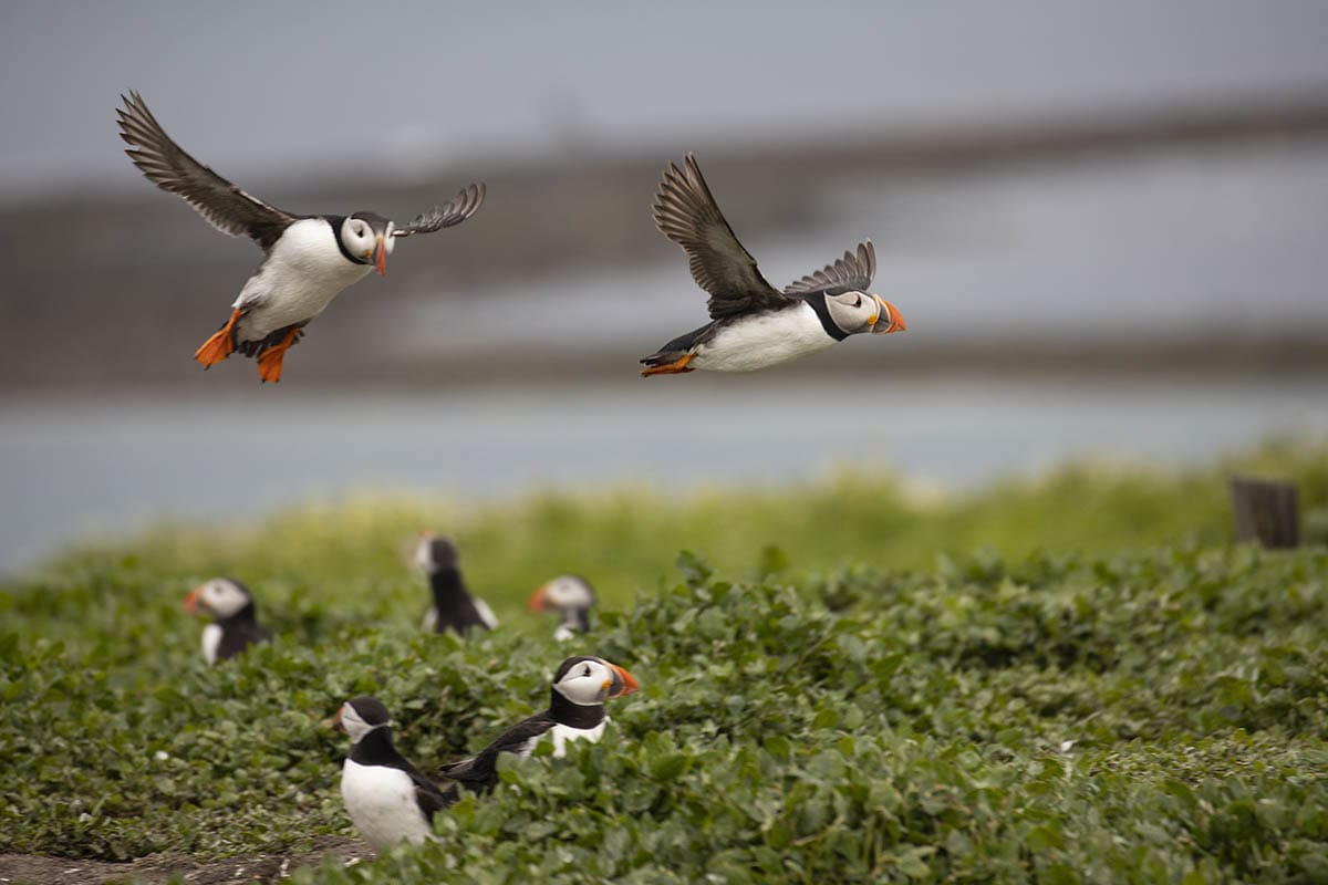 Puffins in Flight