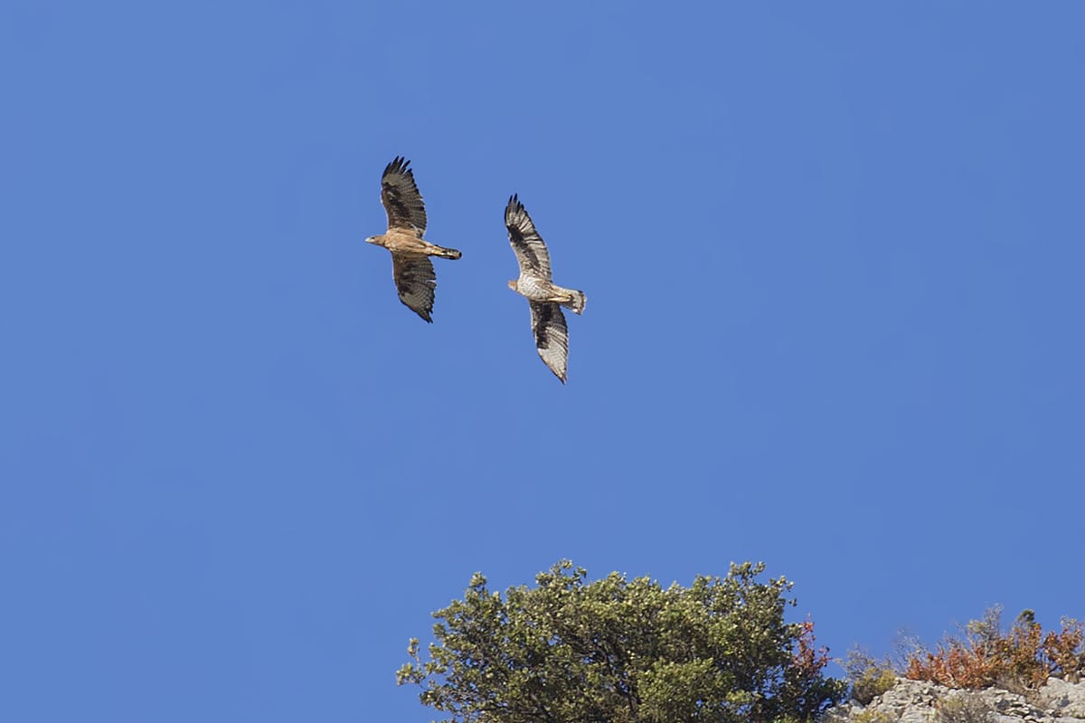 2 Bonelli's Eagle flying high