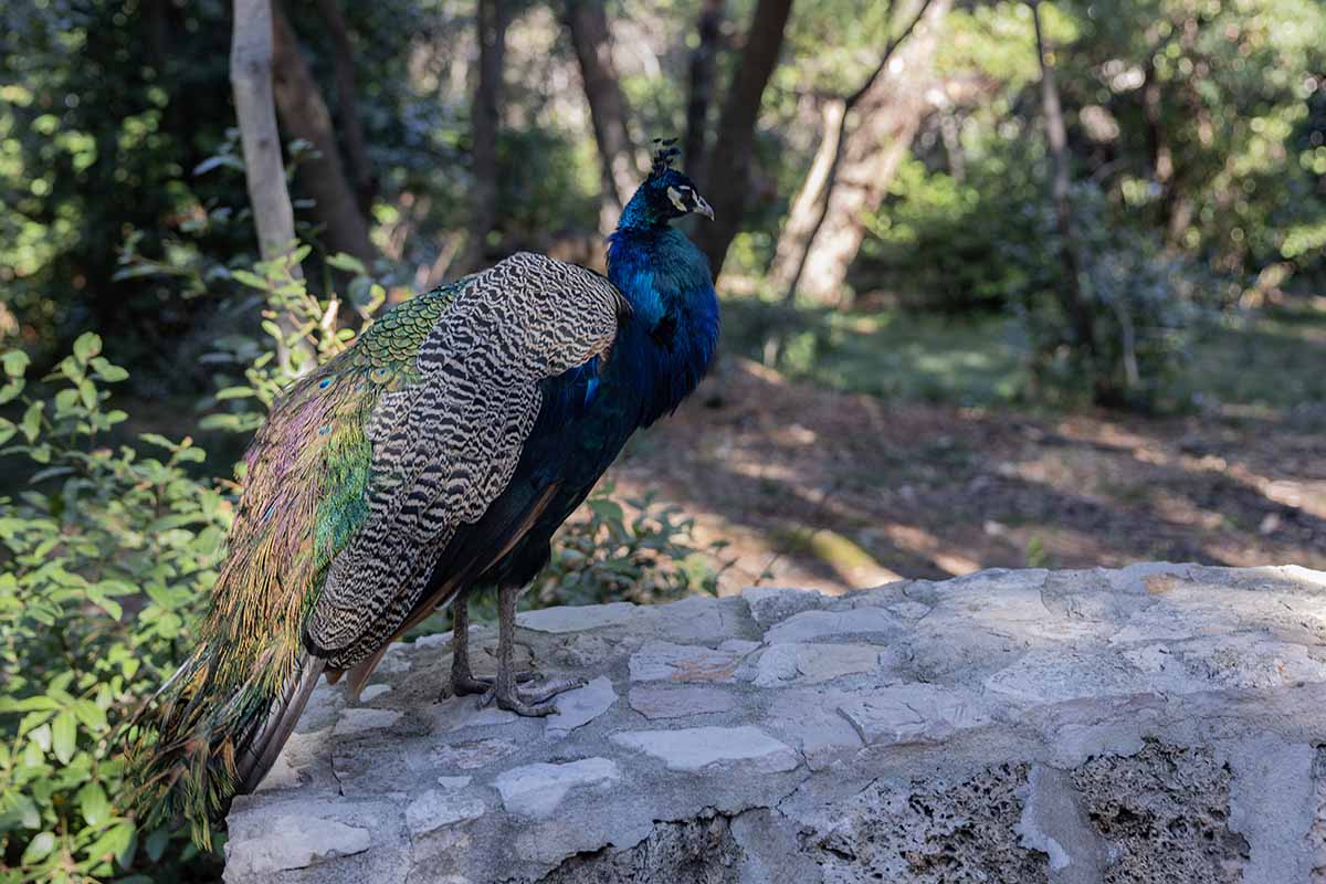Peacock on Lokrum Island